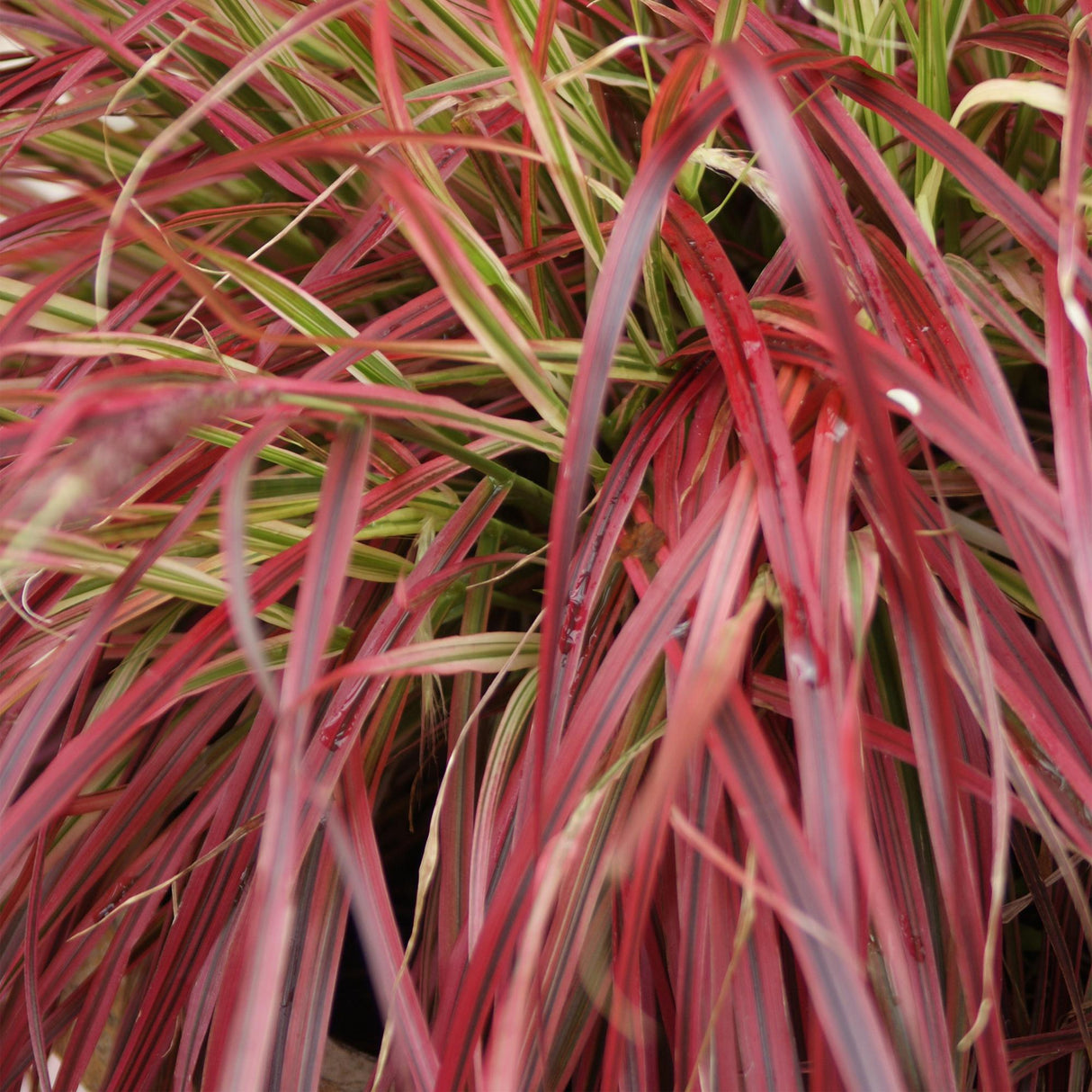 Siergrassen - Uncinia rubra Everflame  - Rood - 2 Planten - Bladhoudend - Weinig Onderhoud - Pot 17cm Hoogte 50cm