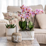 Kolibri Home | Diabolo twin sierpot - White