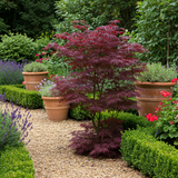 Green boutiQ - Terrasplant - Japanse Esdoorn - Acer palmatum Bloodgood - Rood - 2 Planten - Bladverliezend - Pot 19cm Hoogte 70cm