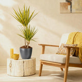 Dracaena Sunray - Drakenbloedboom - Weinig onderhoud - Groen - 1 Plant - met Potter Grijs - Pot 21cm - Hoogte 90-100cm