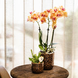 Kolibri Orchids | oranje Phalaenopsis orchidee potmaat Ø9cm | Jamaica | bloeiende kamerplant - vers van de kweker