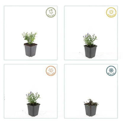 48x Aster (D) 'Prof. Anton Kippenberg'  - ↕10-25cm - Ø9cm