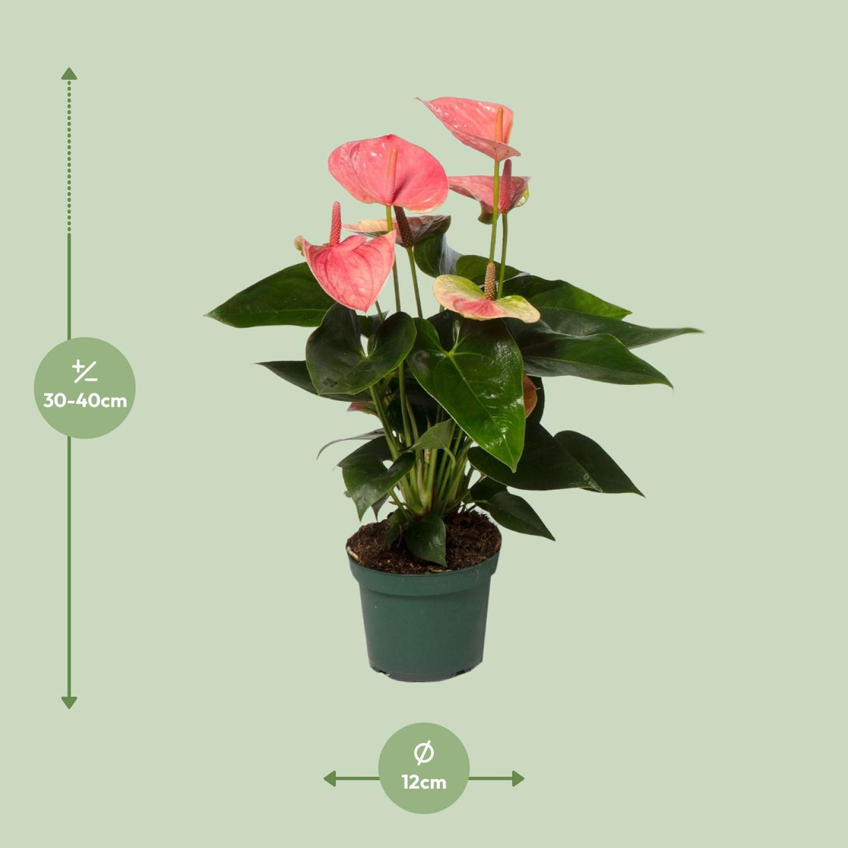 Flamingobloem / Anthurium andreanum – ↕35cm – ⌀12cm