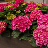 Hortensia / Hydrangea macrophylla Rood - Bloem Rood - 3 Planten - 1 m2 - Bladverliezend - Weinig Onderhoud - Pot 17cm Hoogte 30cm