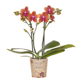 Kolibri Orchids | oranje geurende Phalaenopsis orchidee - Fragrance - potmaat Ø9cm | bloeiende kamerplant - vers van de kweker