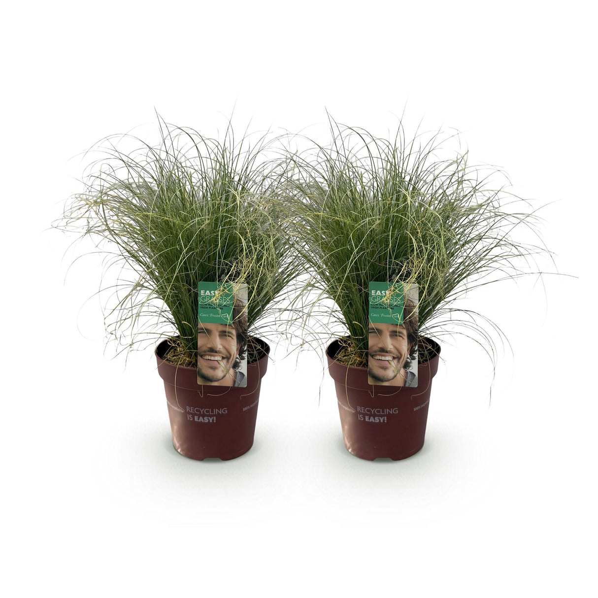 Green boutiQ - Siergrassen - Carex comans Frosted Curls - Groen - 2 Planten - Bladhoudend - Weinig Onderhoud - Pot 17cm Hoogte 50cm