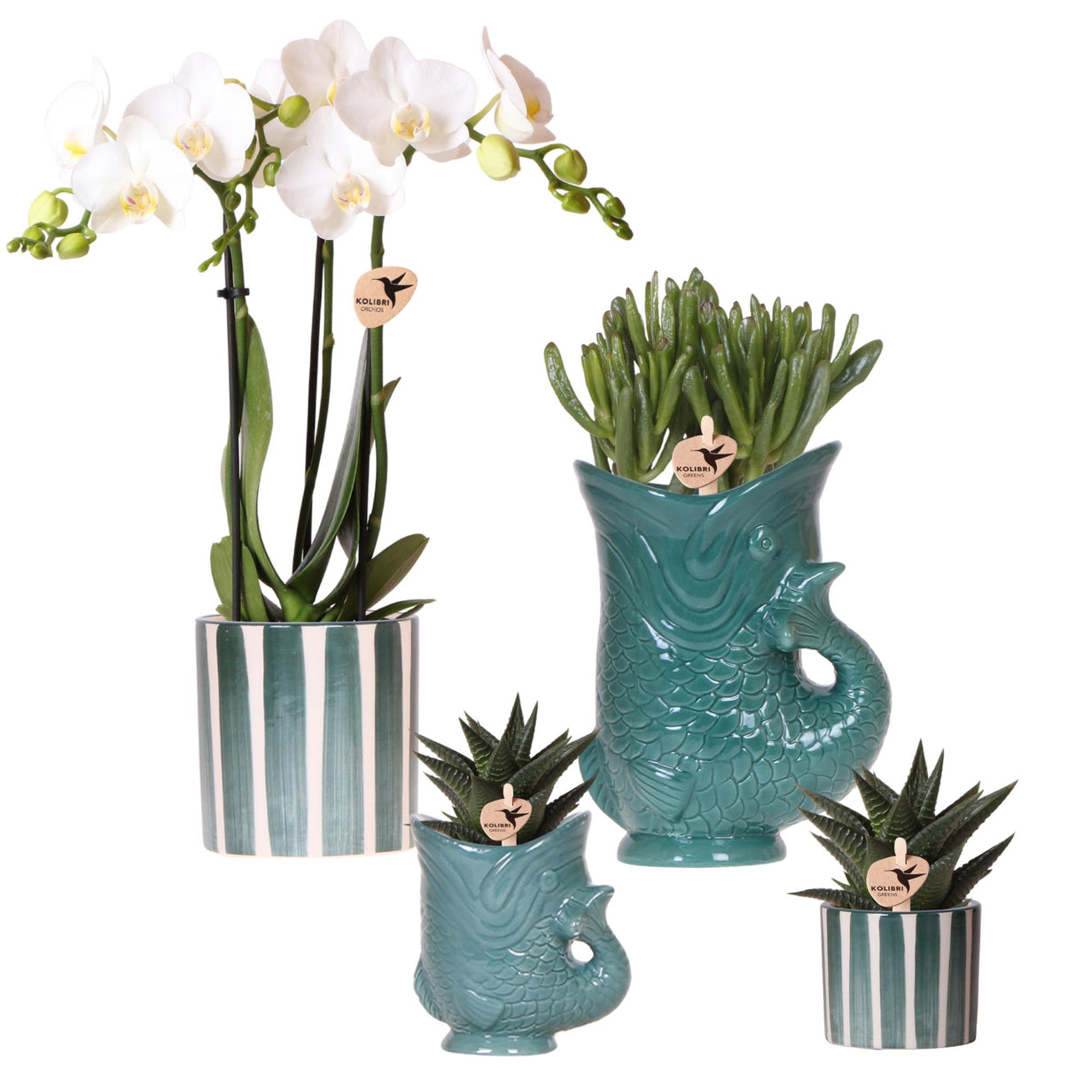 Kolibri Orchids | Set van witte orchidee Amabilis en succulenten in keramieken sierpotten - potmaat Ø9cm & Ø6cm | bloeiende kamerplant - vers van de kweker