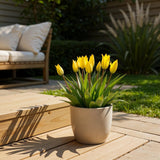 Green boutiQ - Bulbes de fleurs - Tulipe Sylvestris - Couleur Jaune - 20 pièces - Taille du bulbe 5/6 - Pack XXL