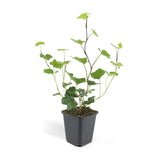 48x Hedera Hibernica - ↕10-25cm - Ø9cm