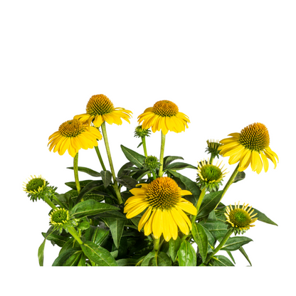 Echinacea Purpurea Yellow Ø19cm - ↕60cm - Ø70cm