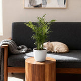 Chamaedorea elegans - Goudpalm - Huisdiervriendelijke Plant - Groen - 4 Planten - met Potter Wit - Pot 12cm - Hoogte 15cm