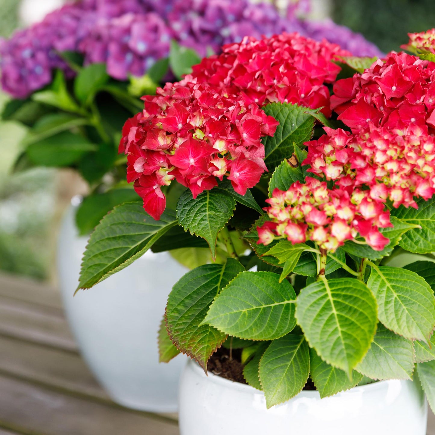 Green boutiQ - Terrasplant - Hortensia - Hydrangea Forever & Ever - Rood - 7-12 Bloemen - Pot 23cm Hoogte 55cm