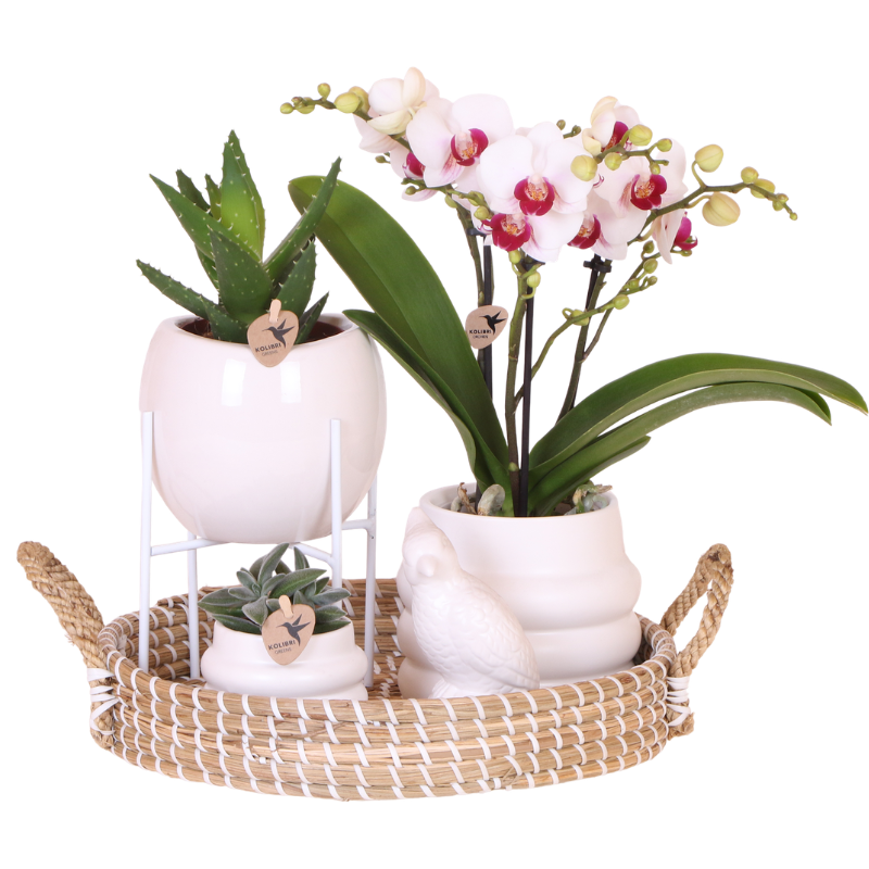 Giftset Large White | Gibraltar orchidee Ø9cm + groene planten – incl. sierpotten, standaard & rieten dienblad – vers van de kweker