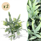Phlebodium aureum Blue Star - Blauwe Varen - Huisdiervriendelijke Plant - Blauw - 2 Planten - met Potter Wit - Pot 12cm - Hoogte 25cm