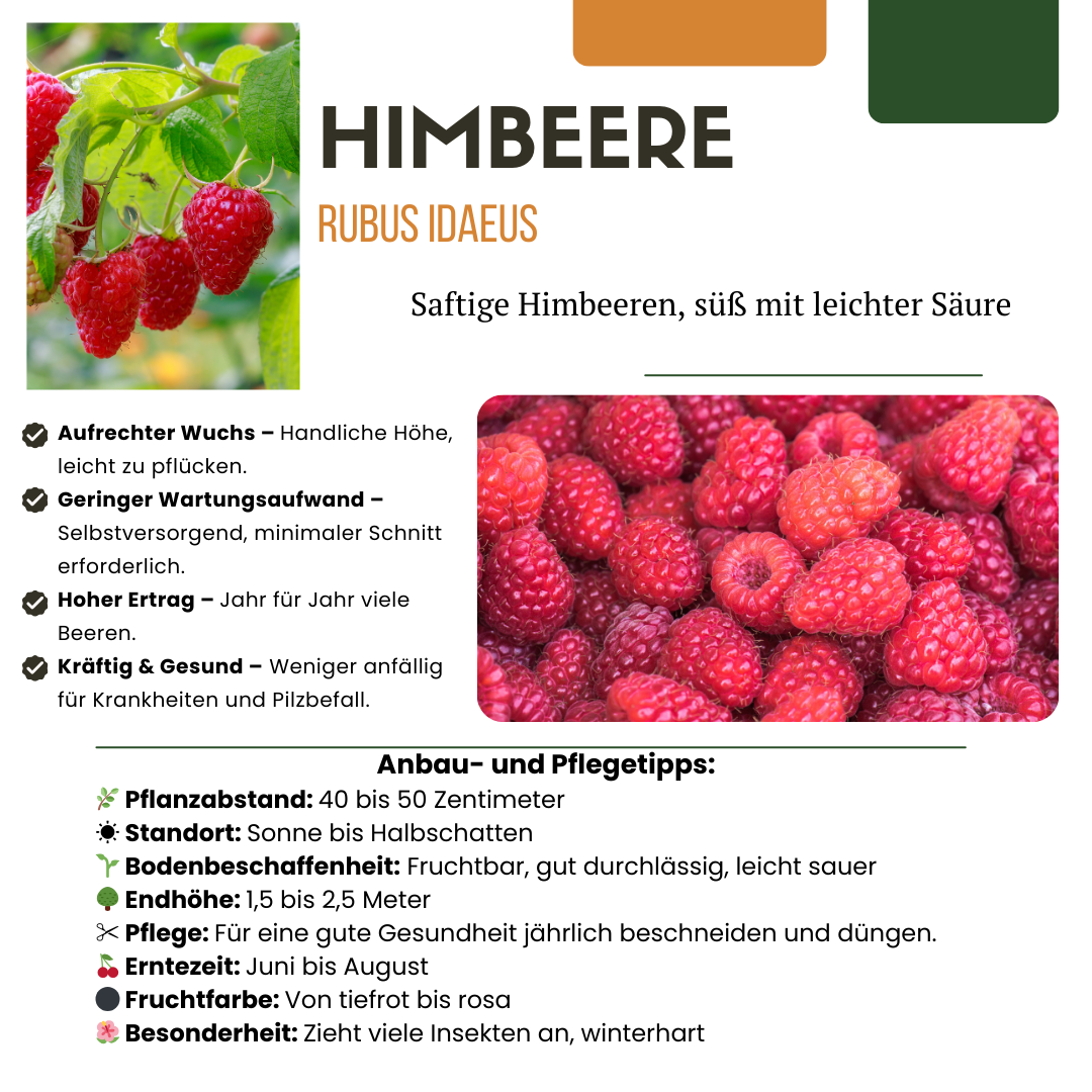 3 x biologische frambozenplanten - ↕20 cm - Ø 13 cm