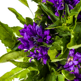 Campanule agglomérée Genti Blue Ø19cm - ↕30 - 40cm