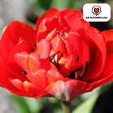 Bulbes de tulipes Bombastic Red – 20 pièces | KH Bloembollen® | Tulipe pivoine rouge – Double floraison & Luxe – Pour jardin ou pot – Taille 11/12 – Frais du producteur !