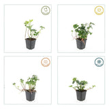 48x Pachysandra term. 'Green Sheen' - ↕10-25cm - Ø9cm