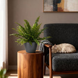 Nephrolepsis exaltata Green Lady - Varen - Huisdiervriendelijke Plant - Groen - 4 Planten - met Potter Grijs - Pot 12cm - Hoogte 25cm