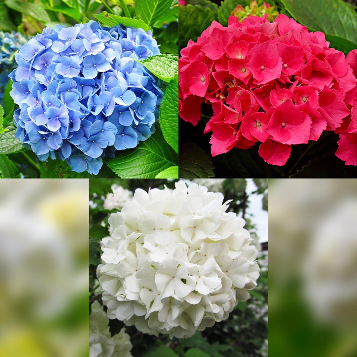 Hortensia / Hydrangea macrophylla Tricolour - Bloem Blauw, Roze en Wit  - 3 Planten - Bladverliezend - Weinig Onderhoud - Pot 17cm Hoogte 30cm