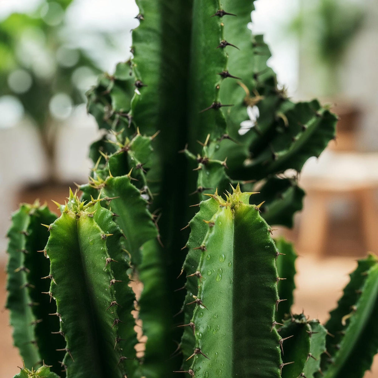 Green boutiQ - Kamerplant - Euphorbia eritrea - Afrikaanse melkboom - Weinig onderhoud - Groen - 1 - Pot 17cm - Hoogte 60cm