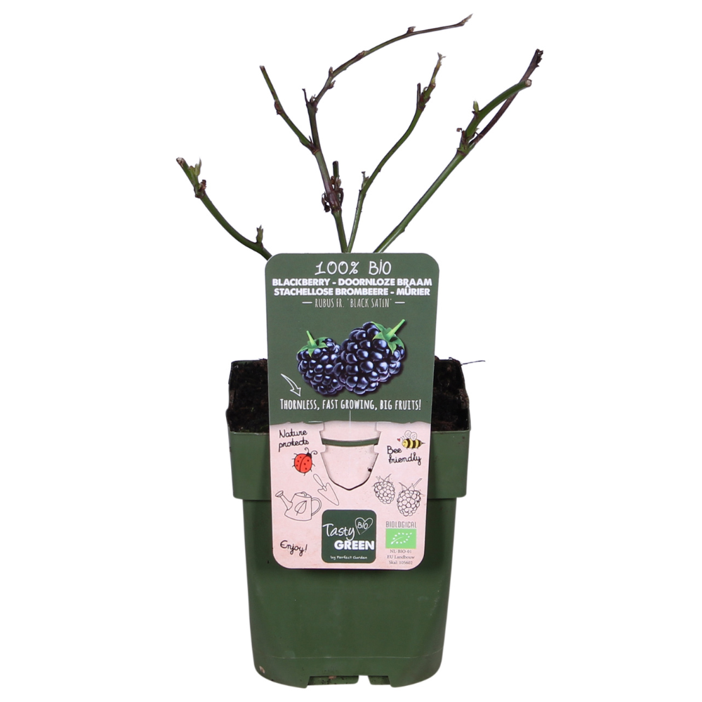 Rubus fruticosus 'Black Satin' - Doornloze Braam - ↕45cm - Ø13cm