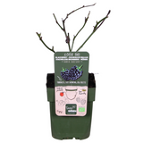 Rubus fruticosus 'Black Satin' - Doornloze Braam - ↕45cm - Ø13cm
