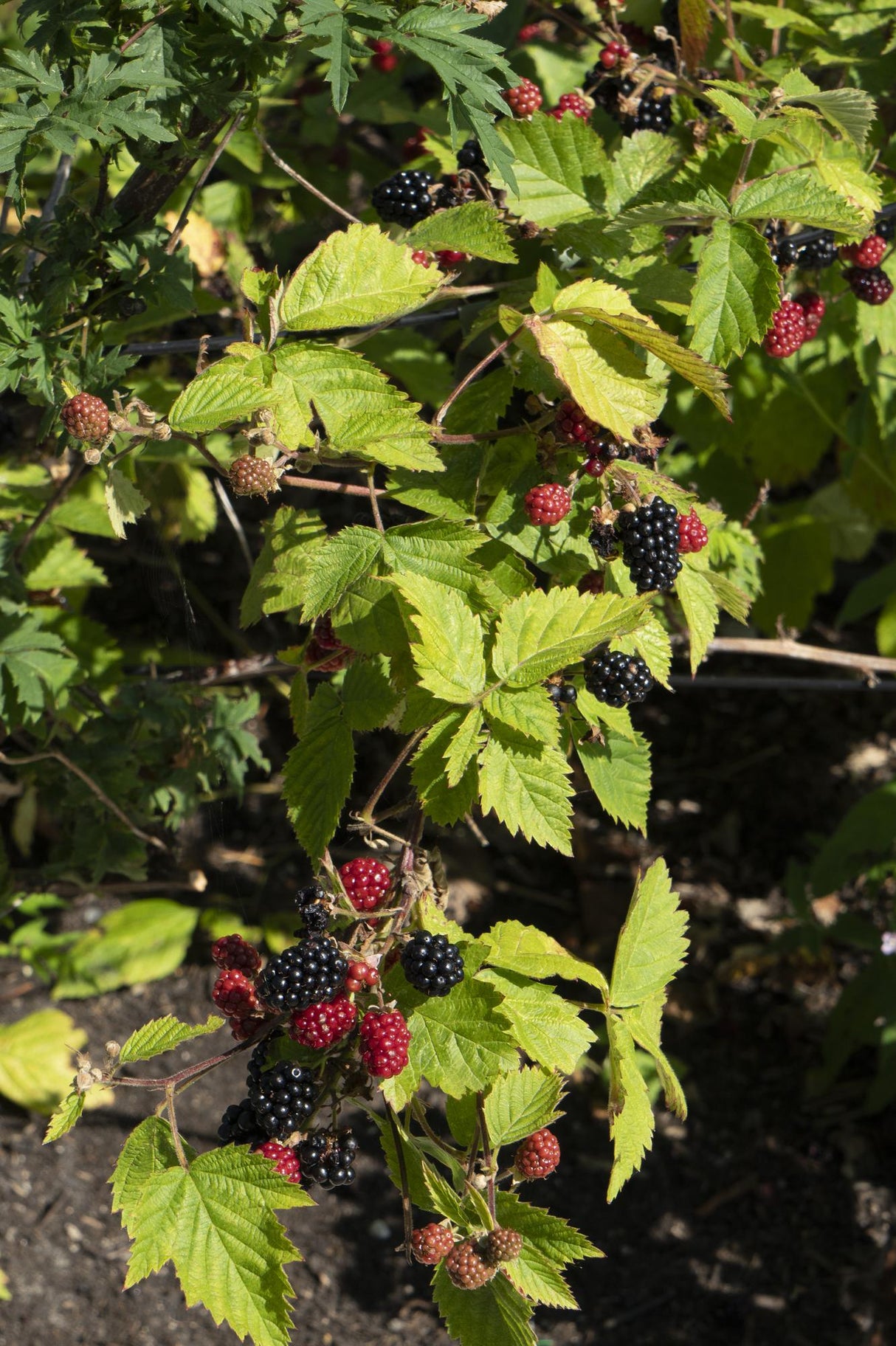 Rubus fruticosus 'Black Satin' - Doornloze Braam - ↕45cm - Ø13cm
