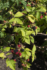 Rubus fruticosus 'Black Satin' - Doornloze Braam - ↕45cm - Ø13cm