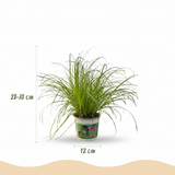 Cyperus alternifolius Zumula - Kattengras - Huisdiervriendelijke Plant - Groen - 1 Plant - met Potter Wit - Pot 12cm - Hoogte 20cm