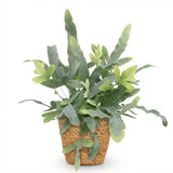 Phlebodium aureum Blue Star - Blauwe Varen - Huisdiervriendelijke Plant - Blauw - 1 Plant - met Mand - Pot 12cm - Hoogte 25cm