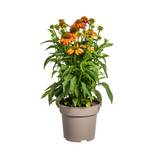 Echinacea Purpurea Orange Ø19cm - ↕60 - Ø70cm