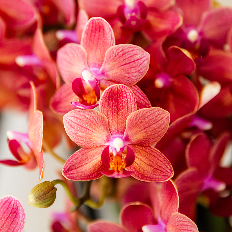 Kolibri Orchids - Surprise box mix - planten voordeel box - verrassingsbox met 2 verschillende orchideeën Ø9cm - vers van de kweker