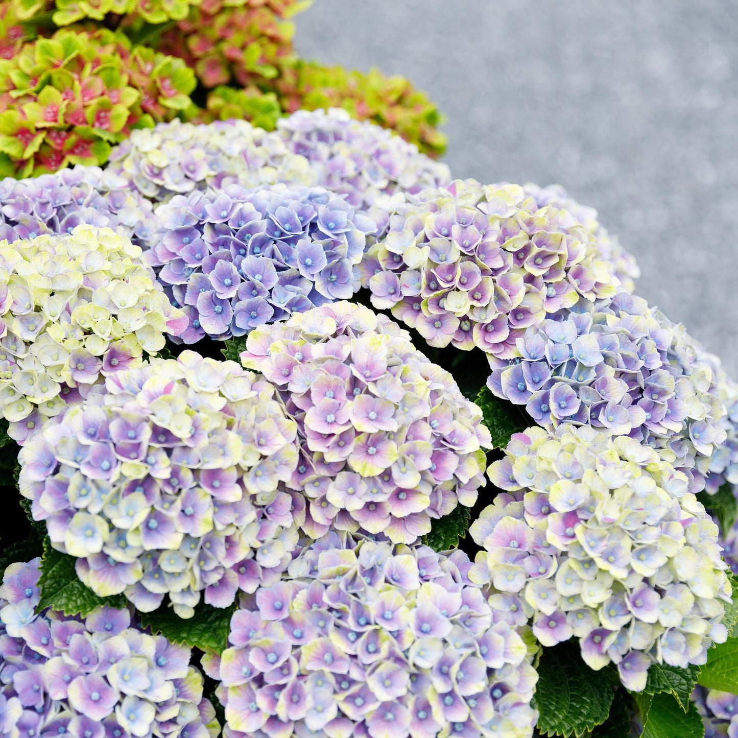 Green boutiQ - Terrasplant - Hortensia - Hydrangea Magical Jewel Blue - Blauw - 6-10 Bloemen - Pot 23cm Hoogte 55cm