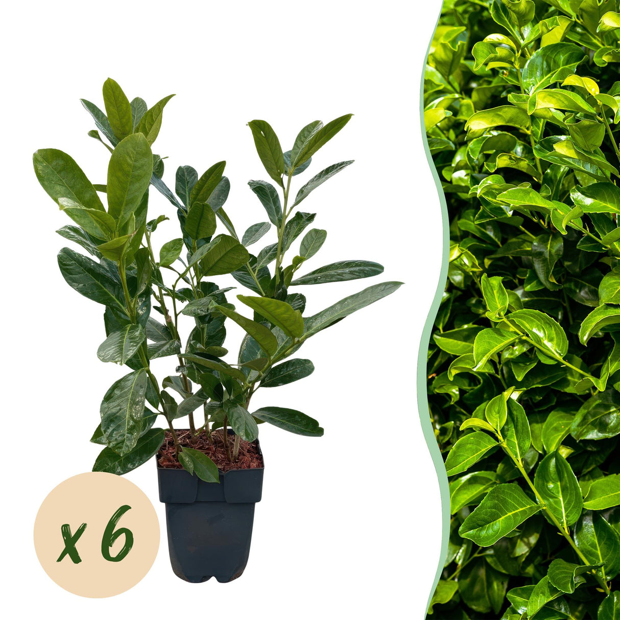 Green boutiQ - Haagplanten - Prunus laurocerasus Rotundifolia - blad groen - 6 planten - 1 strekkende meter - groenblijvend - pot 17cm hoogte 50cm