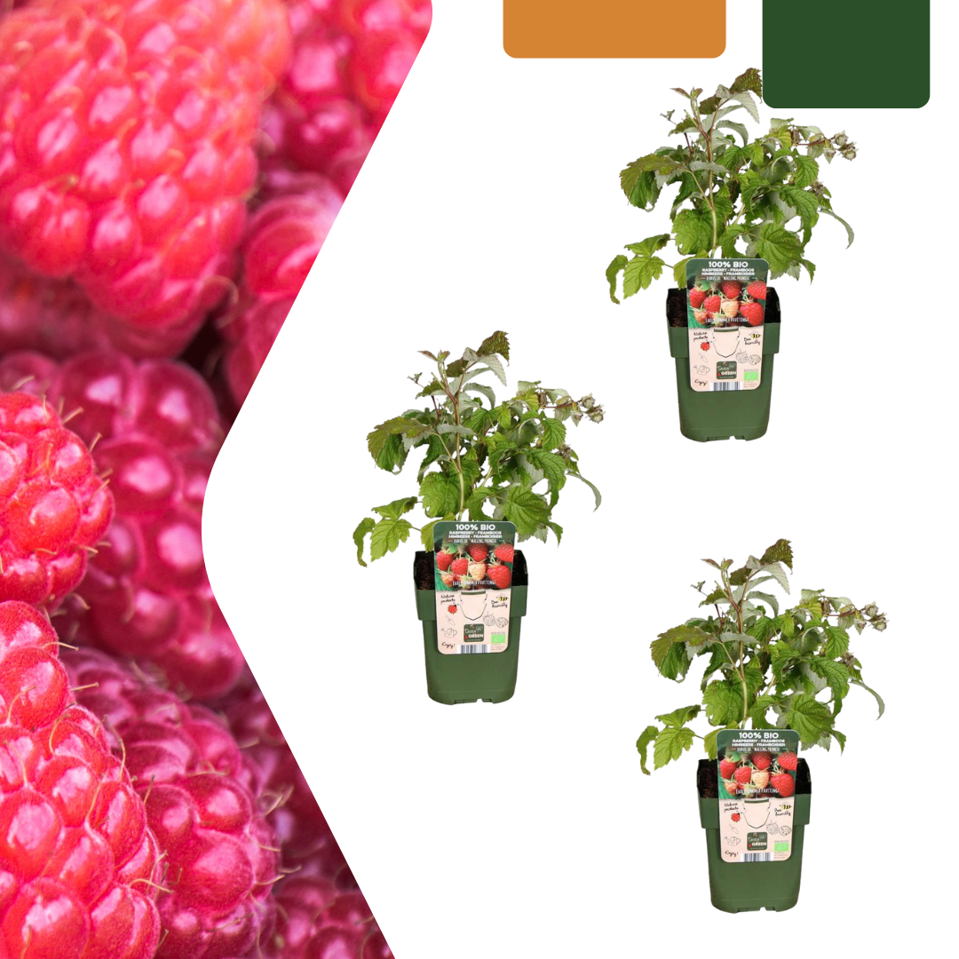 3 x biologische frambozenplanten - ↕20 cm - Ø 13 cm