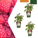 3 x biologische frambozenplanten - ↕20 cm - Ø 13 cm