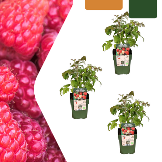 3 x biologische frambozenplanten - ↕20 cm - Ø 13 cm