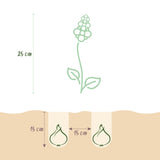 Green boutiQ - Bloembollen - Hyacinth Pastel mix - Diversen Pastel Kleuren - 10 stuks - Bolmaat 14/15 - XXL Pack