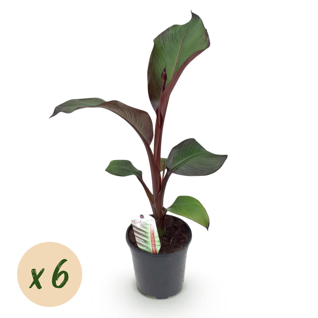 Green boutiQ - Fruitplant - Bananen plant - Ensete ventricosum Maurelli - Winterhard - 6 planten - Pot 17cm Hoogte 40cm
