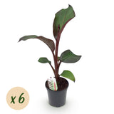 Green boutiQ - Fruitplant - Bananen plant - Ensete ventricosum Maurelli - Winterhard - 6 planten - Pot 17cm Hoogte 40cm