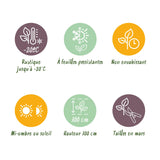 Green boutiQ - Haagplanten - Taxus baccata - blad groen - 6 planten - 1 strekkende meter - groenblijvend - pot 17cm hoogte 60cm