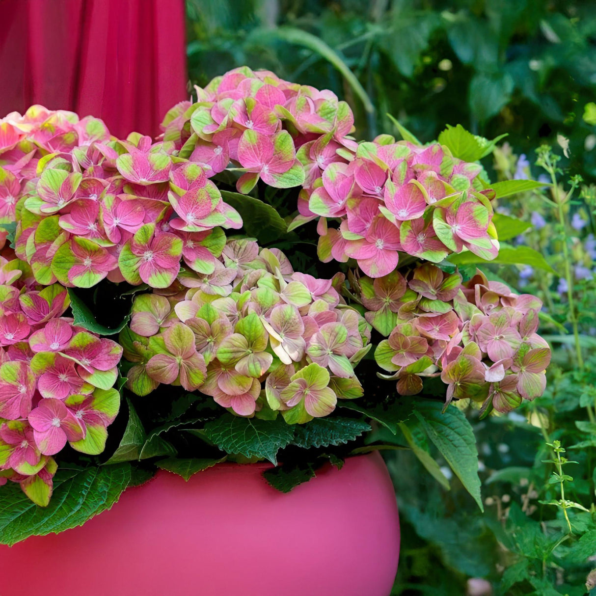 Green boutiQ - Terrasplant - Hortensia - Hydrangea Magical Green Fire - Roze Groen - 6-10 Bloemen - 2 Planten - Pot 23cm Hoogte 55cm