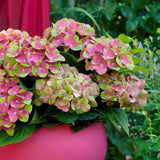 Green boutiQ - Terrasplant - Hortensia - Hydrangea Magical Green Fire - Roze Groen - 6-10 Bloemen - 2 Planten - Pot 23cm Hoogte 55cm
