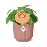 Mother's Day - Pilea Peperomioides 12cm in ELHO Vibes Fold 14cm roze