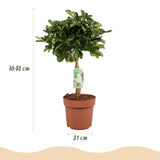 Schefflera Gold Capelle - Vingerboom - Weinig onderhoud - Groen - goud - 1 Plant - met Potter Wit - Pot 21cm - Hoogte 70-80cm