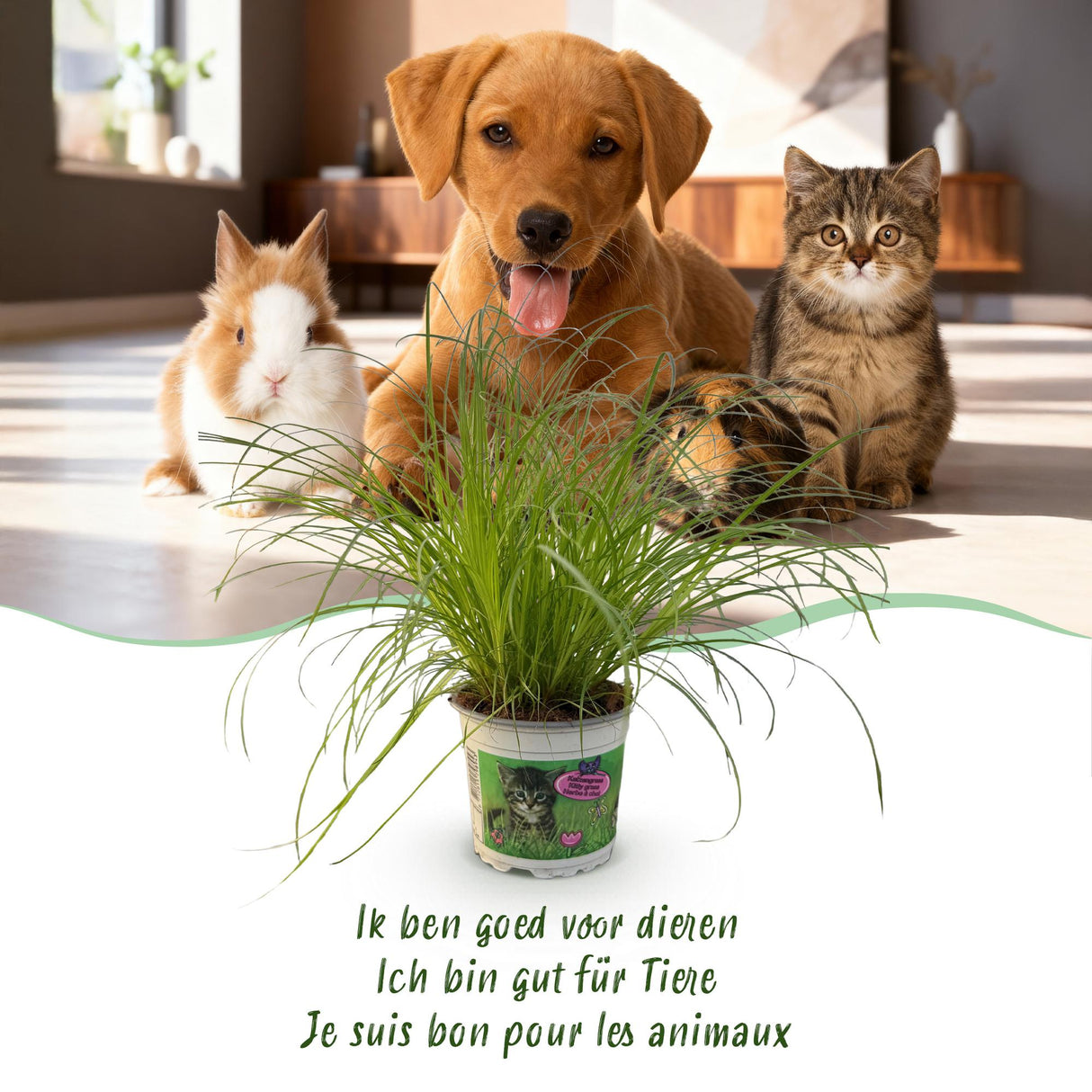 Cyperus alternifolius Zumula - Kattengras - Huisdiervriendelijke Plant - Groen - 4 Planten - met Potter Wit - Pot 12cm - Hoogte 20cm