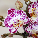 Kolibri Orchids | Roze paarse phalaenopsis orchidee potmaat Ø9cm | Bora Bora | bloeiende kamerplant - vers van de kweker
