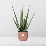 Aloe Vera 12cm in ELHO Vibes Fold 14cm roze