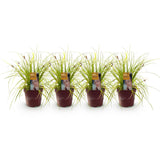 Siergrassen -  Carex oshimensis Everillo - Geel - 4 Planten - Bladhoudend - Weinig Onderhoud - Pot 17cm Hoogte 50cm